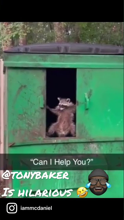 #funny #raccoon #videos 🤣😂🤣