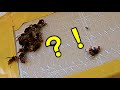 [Wasp] Kill it with an adhesive sheet! extermination of wasps in the roof