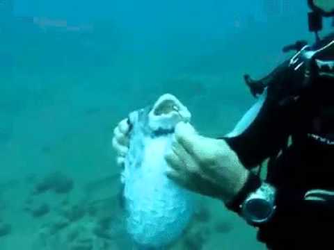 scuba diver helps out a spiny pufferfish