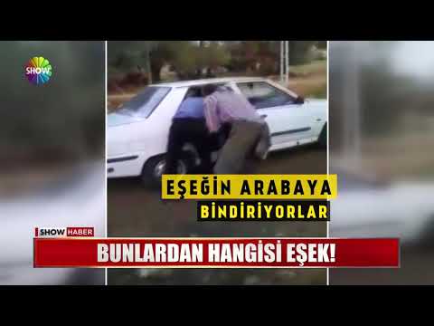 Bunlardan hangisi eşek!