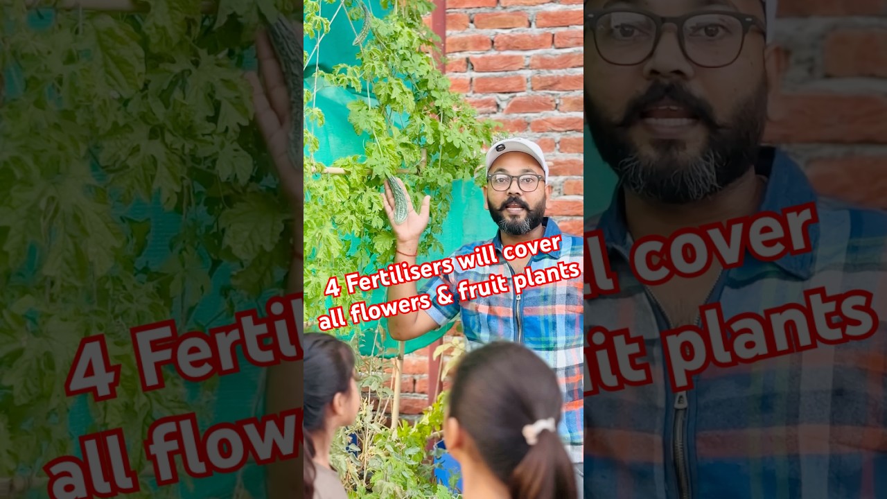 4 Fertilisers will cover all flowers & fruit plants