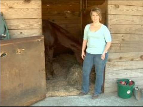 Cleaning Horse Feed Buckets: When, How, and Why? – The Horse