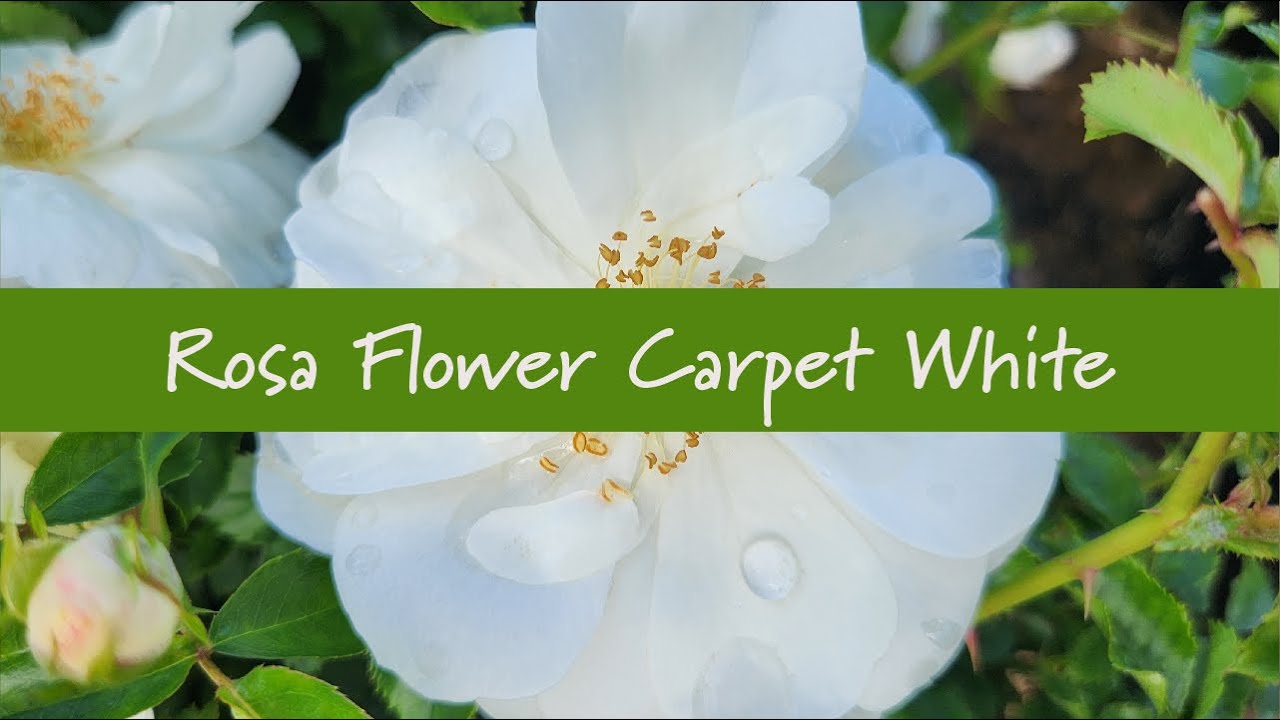 Rosa Flower Carpet White at Prides Corner Farms YouTube