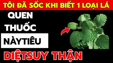 1 Loại lá giúp TIÊU DIỆT SUY THẬN, hạ creatinine, hết tiểu đêm, nước tiểu trong, ngủ ngon sâu giấc