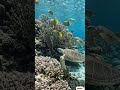 Life beneath the clear ocean 🌊🐠 #deepsea #underwater #shorts #reels