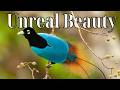 Birds Of Paradise Bird 15 Species Too Stunning To Be Real