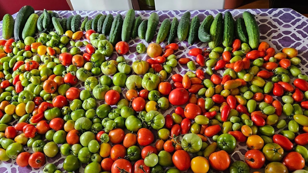 TOMATO HARVEST | PIZZA  | WHAT'S NEW AT COSTCO |