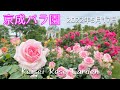 京成バラ園 2022年5月17日 Keisei Rose Garden 2022 Spring ピエール ドゥ ロンサールが満開です