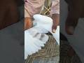 #pigeon