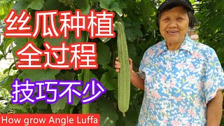 如何种植丝瓜 | 为什么丝瓜长叶不长瓜 | 怎样判断采收的时机| 怎样令丝瓜高产 | How to grow Angled Luffa