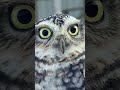 Bugs Bunny der Kaninchenkauz 🦉 #eule