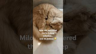 Watching Milo Live My Dream Sleeping Through 9-5