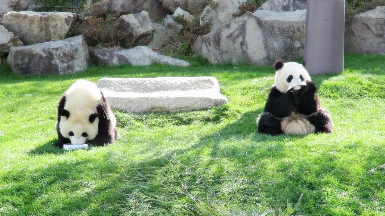 Panda Milk? お皿でミルクを飲む? 上手にお皿をもって、全部飲ん 