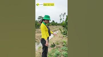 Hướng Dẫn Tỉa Cành Tạo Tán Cho MÍT RUỘT ĐỎ #welofarm