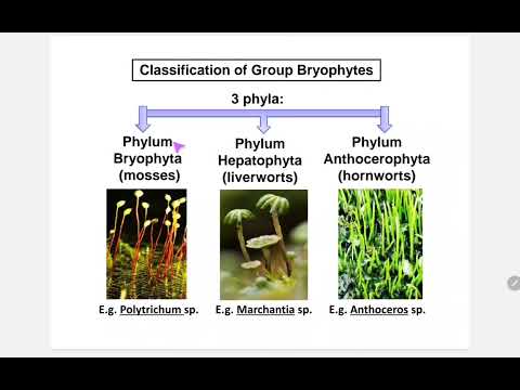 Video: Phylum ni liverwort gani?