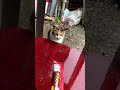 野良猫にチュールを見せてみると1