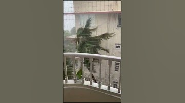 Strong winds blowing through the Coconut tree.