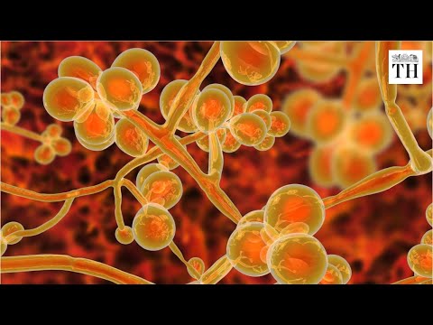 Deadly drug-resistant fungus