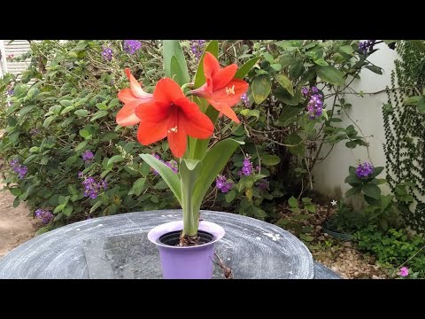 Vídeo: Hippeastrum é A Estrela Da Felicidade Cativante. Cuidado, Cultivo, Reprodução. Doenças E Pragas. Variedades, Tipos. Flor. Uma Foto