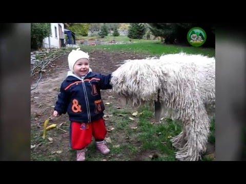 Videó: A Kutya Az Ember Barátja