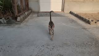 먹이 쟁탈전 (feat. 소고기) #kitty #닭 #새끼고양이
