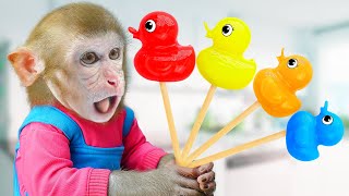 BiBi Monkey eats Cutest Duck Jelly and goes swimming with duckling | COA Animal
