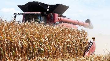 Corn Harvest Field Demo at Farm Progress Show 2025 - All Combines Harvesting Corn