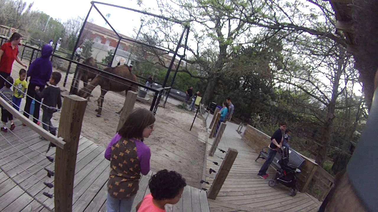 The Dragon Family ASOA, Lincoln Ne.Zoo YouTube