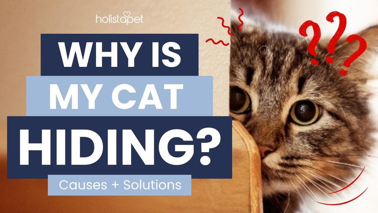 Why Is My Cat Hiding and How Do I Get Them Out?