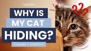 Celebrity Why Is My Cat Hiding and How Do I Get Them Out? Net Worth