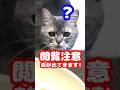 猫はスズメバチの幼虫を食べるのか？