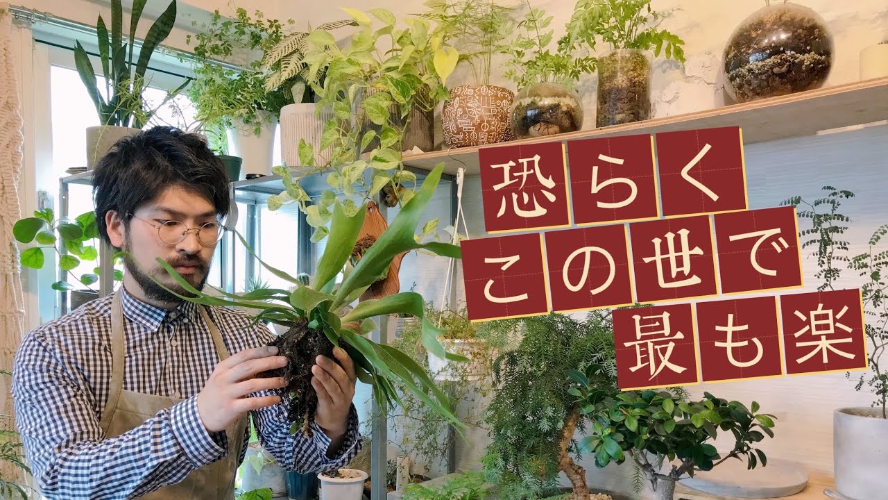 ビカクシダの植え替え方法【植物初心者も安心解説】自宅園芸バルコニー