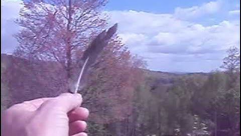 TREE SWALLOW CATCHING A FEATHER
