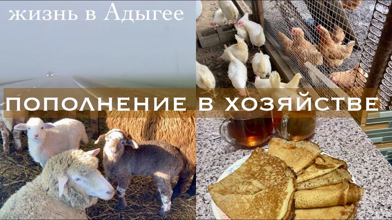 Жизнь в Адыгее/Новые жители/Зима ушла?/Диалог с Катькой/