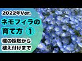 ネモフィラの種の採取から植え付けまで