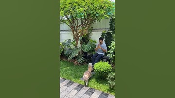 My happy space - mini garden arrangements #ytshorts #garden