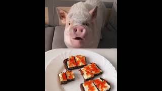 Pig eat fish caviar