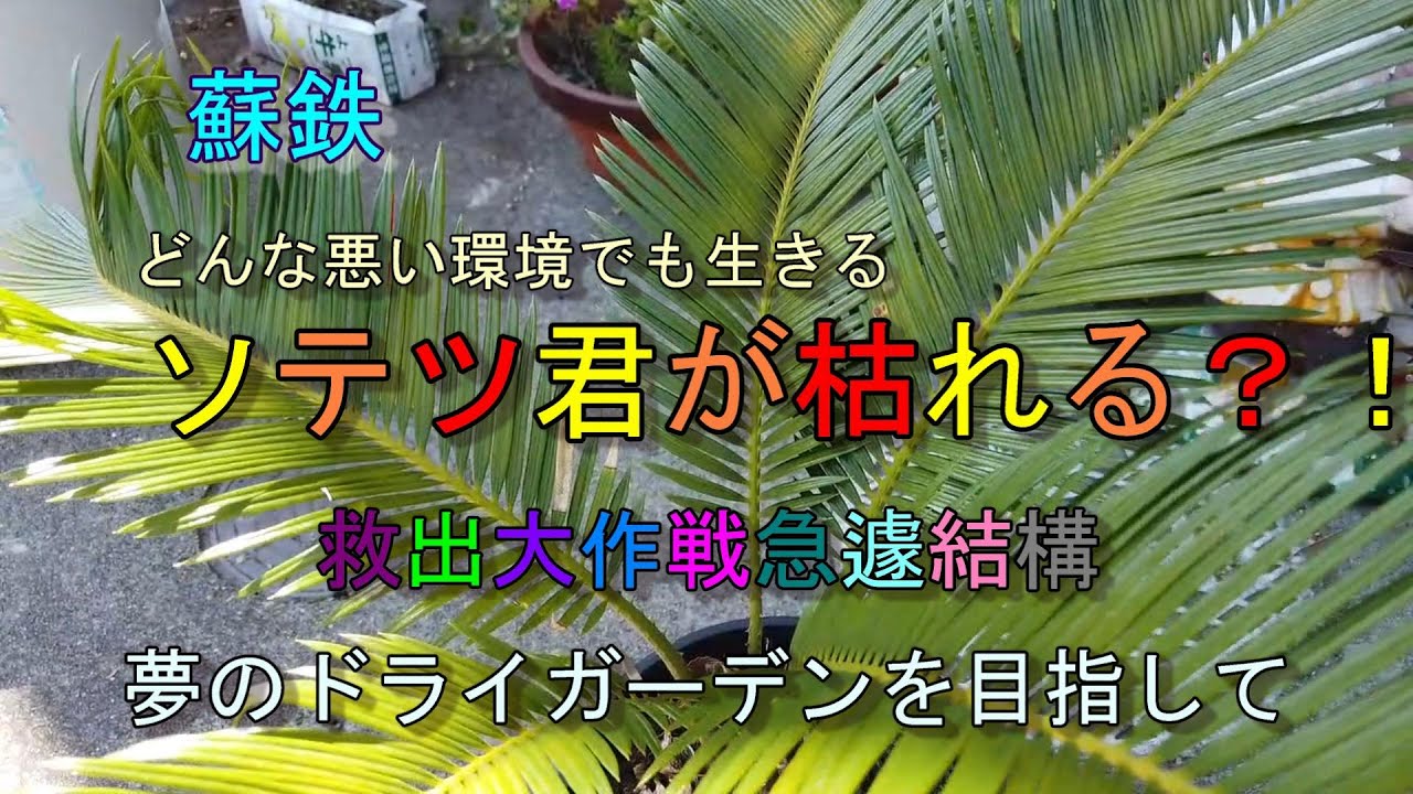 ソテツが危険信号】どんな悪い環境でも生きる蘇鉄が枯れる？！救出大 