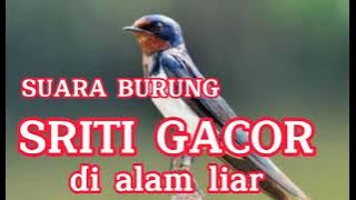 SUARA BURUNG SRITI GACOR DI ALAM LIAR