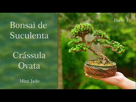 Vídeo: Oscularia: atendimento domiciliar