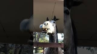 Horse Loves Lips Flapping From Leaf Blower!
