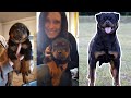 ROTTWEILER GROWING UP - 6 Weeks to 1 Year  [1080p HQ]