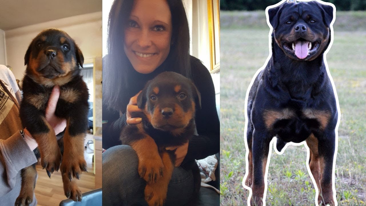 full grown rottweiler male