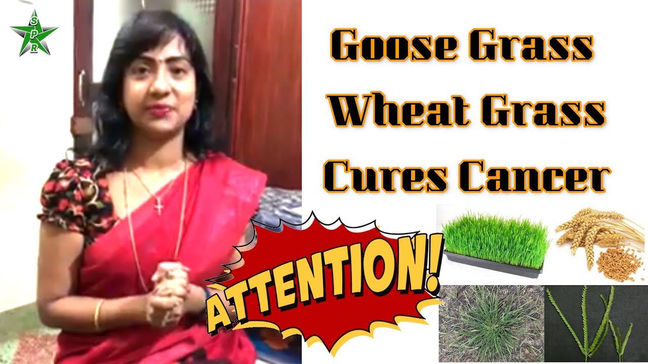 Wheat Grass Health Benefits in Tamil Goose Grass Health Benefits