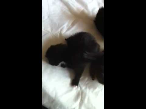 Kittens with neurological problems 