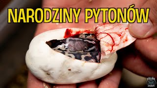 Otworzyłem JAJO PYTONA