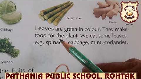 PATHANIA WORLD CAMPUS- CLASS 1-EVS (CH-14 PLANTS AROUND US)