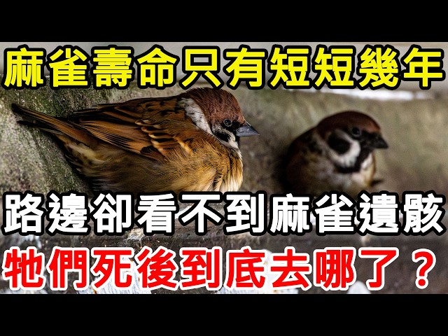 麻雀壽命只有短短幾年，路邊卻看不到麻雀遺骸，牠們死後到底去哪了？