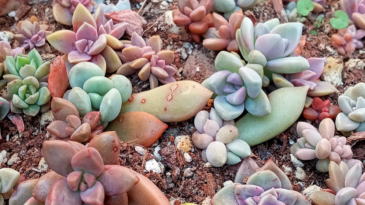 Yapraktan büyüyen sukulent bebekleri