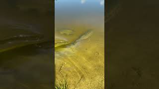 Giant B Takes Huge Bluegill